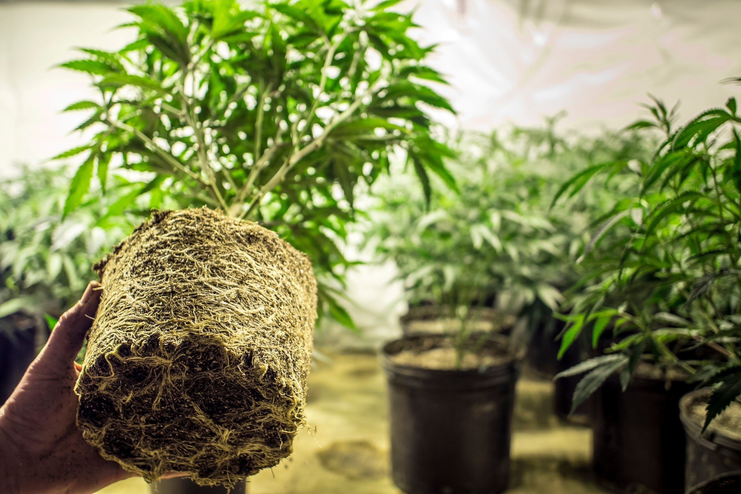 Marijuana Plant Roots in Transplanting