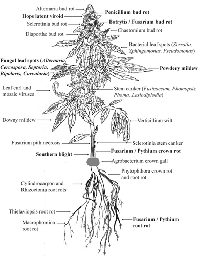 Common Cannabis Pathogens