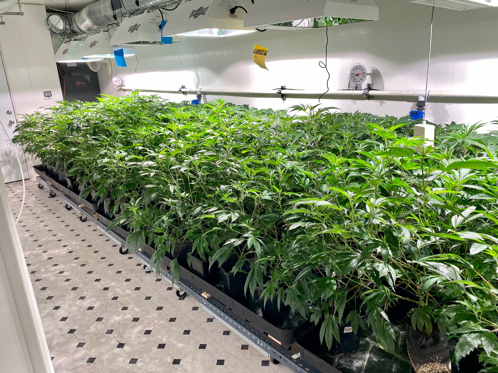 Environmental Control in Grow Room