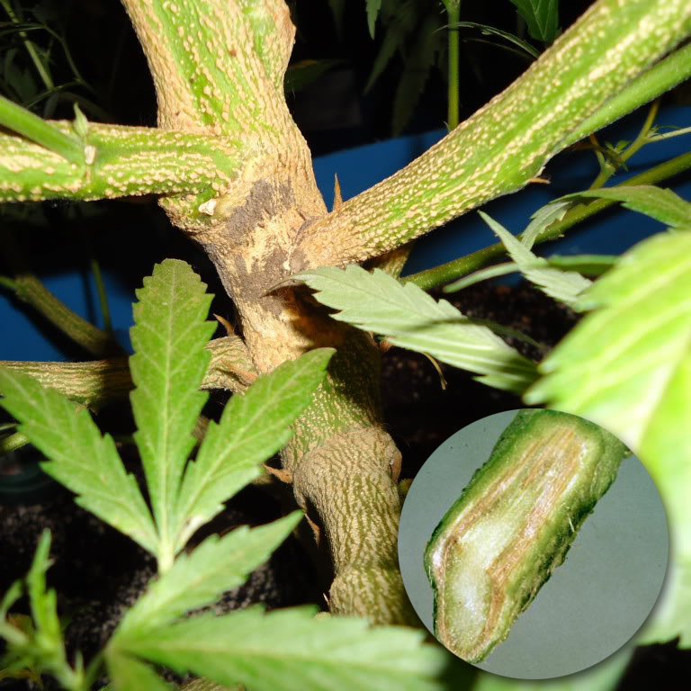 Cannabis Fusarium - Stem